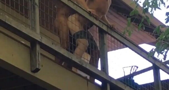 Logan Stevens Giving The Bro Bachelor Party In The Vacation Rental Next Door A Little Show Just Kidding We Were Being Kinda Shy
