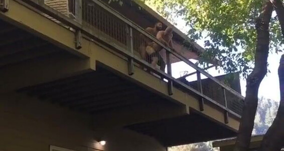 Logan Stevens Giving The Bro Bachelor Party In The Vacation Rental Next Door A Little Show Just Kidding We Were Being Kinda Shy