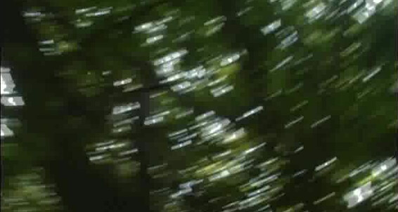 All Sex, Oral, Rape, Anal Viols en foret Mackprod