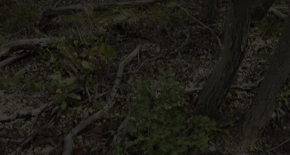"Alexander Volkov (" Anal, Cumshots, Bareback, Rimming, Ass to Mouth, Blowjob, Fisting, Uncut, Outdoors, Group 11-Man Fire Island Bareback Orgy Gay Siterip