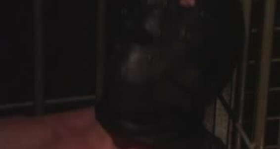 "Mack Manus, Max, Bruno, frank Murat, David, Hardtop, Andrew" Piss, Leather, Anal, Group, Fetish, Hard, Oral, Muscule, Fisting Full Metal Hard Sex MackStudio