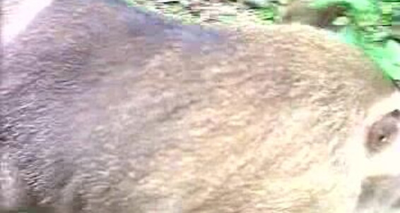 "Chumpong, Aran, Surat, Vichien, Ponsak, Pathom" Rimming, Masturbation, Twinks, Cumshot, Outdoor, Asian, Oral Primal Passion Island Caprice Studios