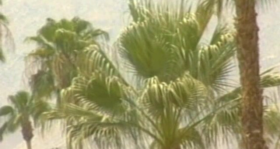 "Buster, Justin Wood, Marc West, Mark Rockwell, Ray Harley, Steve "Titpig" Hurley, Tony Giovanni, Tuck Johnson" Hairy, Daddies, Masturbation, Outdoors, Anal Sex, Oral Sex Getting Off in Palm Springs Catalina Video